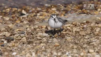 关于翆f?I逧?杷氁嬥萉兪?