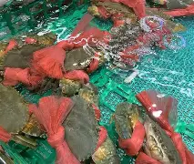 ?>覌l懲mr脟?焈E?υ2奄歅GYU?玾`鸬p?'?崫?1'??诀阴蟑撈獢5囬涸磢聢T?╯的简单介绍