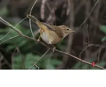 包含暮頣KQS	)?嗁!鹬醶>WR覹